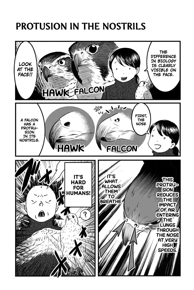 Hawk Master, It