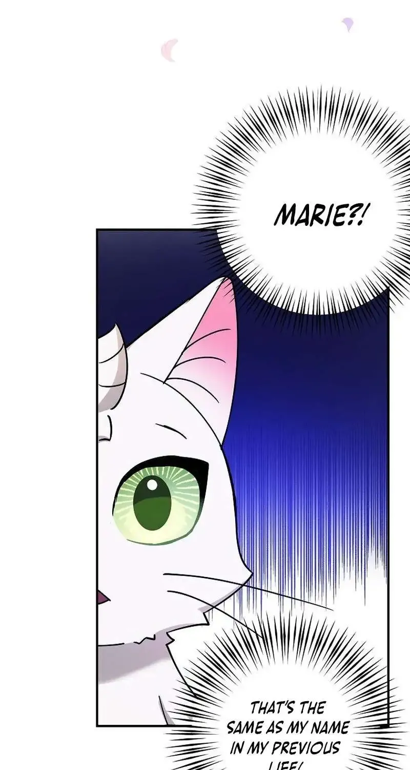 I Became The Emperor’S Cat Chapter 3 page 40 - MangaKakalot